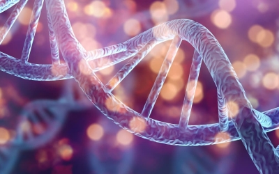 Optimizing Muscle Function with Protein and TriBsyn® Beta-Alanine